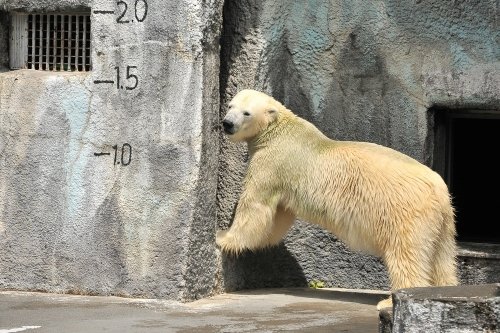 ８月２３日～浜松市動物園・キロル～１０時台から１３時台まで