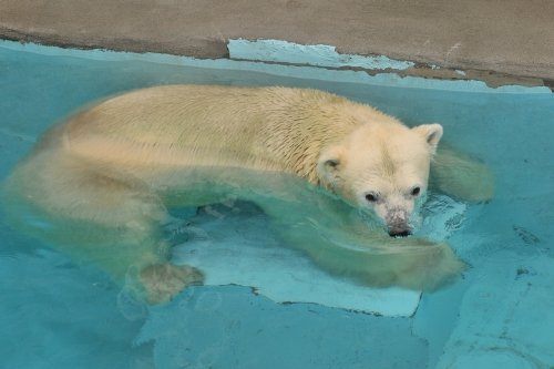 ８月２３日～浜松市動物園・キロル～１３時台から１８時台まで