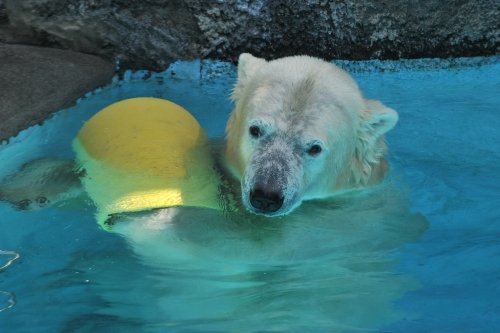 ８月２２日～浜松市動物園・キロル～開園から閉園まで