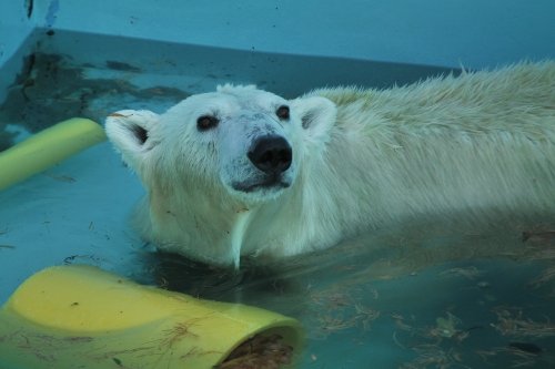 １０月１２日～おびひろ動物園・イコロ＆アイラ～開園から１２時台まで