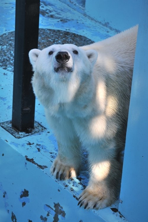 １０月１２日～おびひろ動物園・イコロ＆アイラ～１２時台から１４時台まで