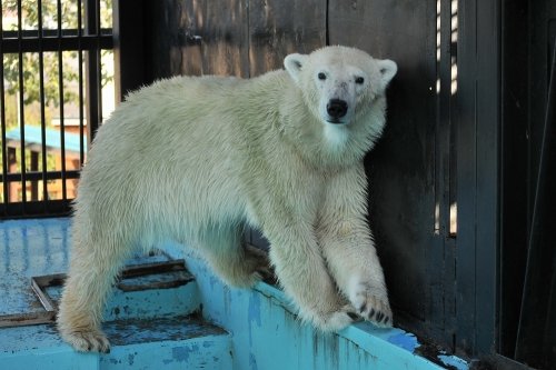 １０月１２日～おびひろ動物園・イコロ＆アイラ～１４時台から閉園まで