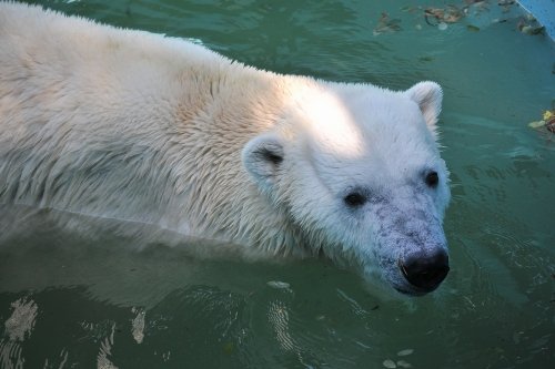 １０月１１日～おびひろ動物園・イコロ＆アイラ～１０時台から１２時台まで