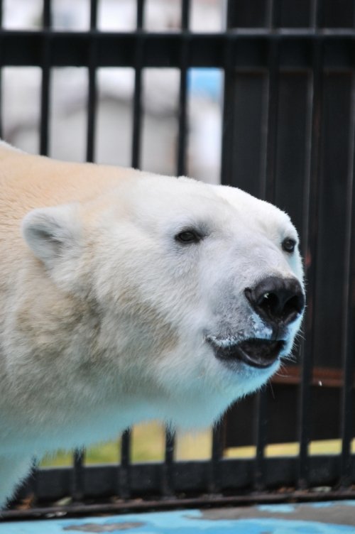 １１月３日～おびひろ動物園・イコロ＆アイラ～１０時台から１２時台まで