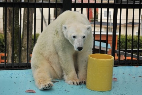 １１月３日～おびひろ動物園・イコロ＆アイラ～１２時台から閉園まで