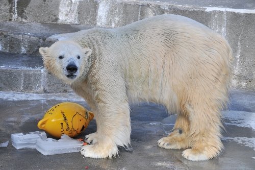 １２月７日～浜松市動物園・キロル～開園から１３時まで