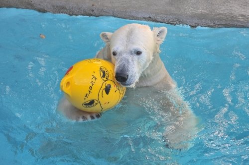 １２月７日～浜松市動物園・キロル～１３時から閉園まで