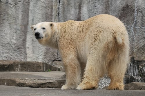 ３月９日～浜松市動物園・キロル～開園から１２時台まで