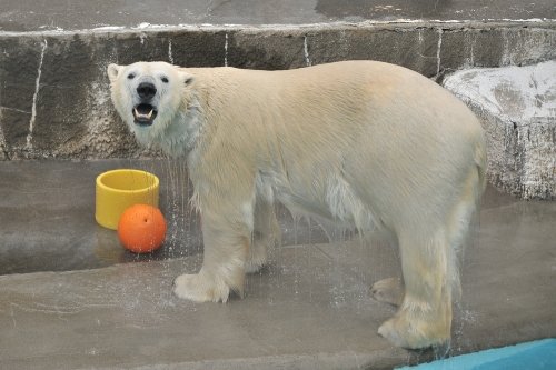 ３月９日～浜松市動物園・キロル～１２時台から閉園まで