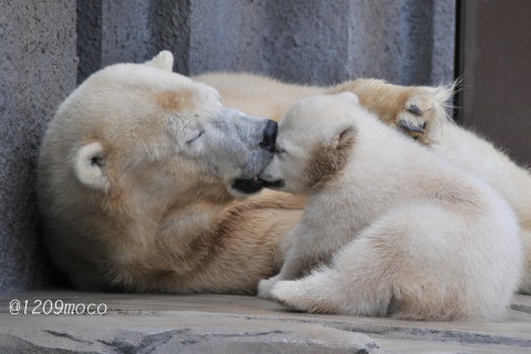 4月5日～昨日のララと赤ちゃん