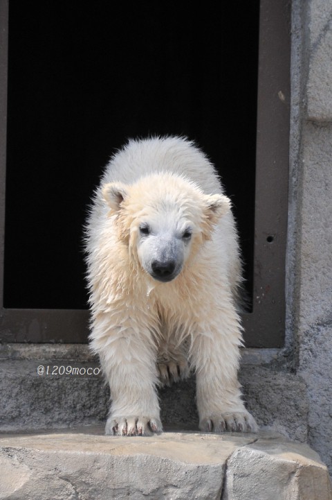 4月25日～円山動物園・ララ&赤ちゃん～10時台から帰宅まで