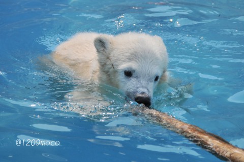 5月24日～円山動物園・ララ&赤ちゃん～続き