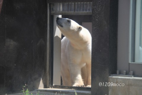 5月15日～上野動物園・イコロ&デア～開園から12時台まで