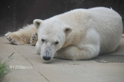 5月15日～上野動物園・イコロ&デア～12時台から閉園まで