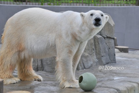 6月13日～円山動物園・ララ&赤ちゃん&デナリ&キャンディ