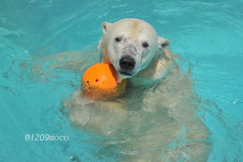 5月17日～浜松市動物園・キロル～開園から12時台まで