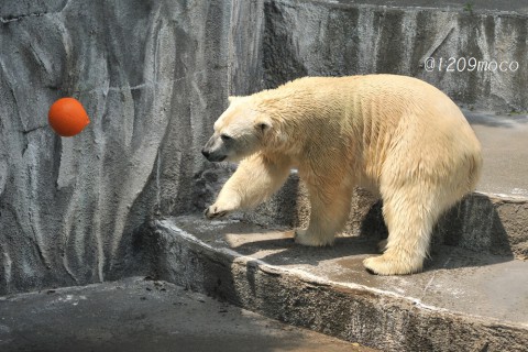 5月17日～浜松市動物園・キロル～12時台から閉園まで