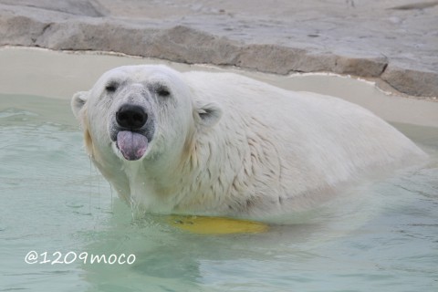 8月1日～円山動物園・ララ&赤ちゃん&デナリ～続き