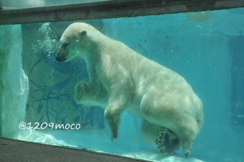 7月21日～上野動物園・イコロ