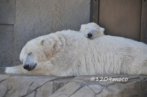 8月29日～円山動物園・ララ&赤ちゃん&デナリ～続き