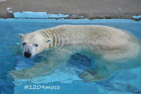 8月22日～浜松市動物園・キロル