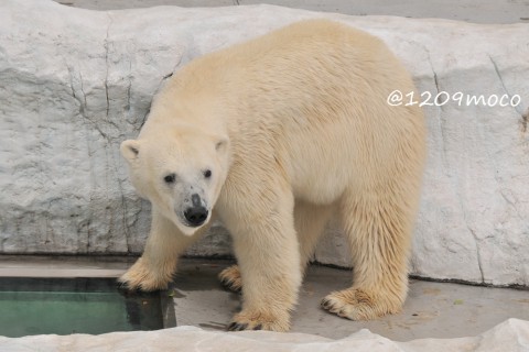 8月24日～上野動物園・イコロ&デア