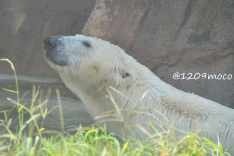 9月23日～上野動物園・イコロ&デア