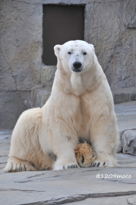 11月3日～円山動物園・ララ&リラ&デナリ&キャンディ～14時台まで