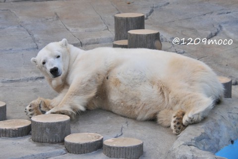 11月3日～円山動物園・ララ&リラ&デナリ&キャンディ～閉園まで