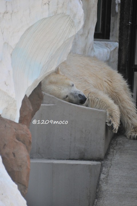 10月9日～上野動物園・イコロ&デア～開園から13時台