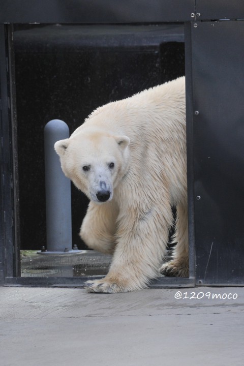 10月9日～上野動物園・イコロ～14時台から閉園まで