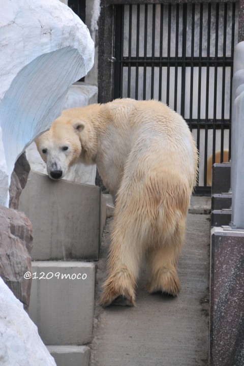 1月11日～上野動物園・イコロ&デア