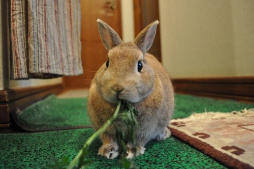 野菜のおいしいたべかた