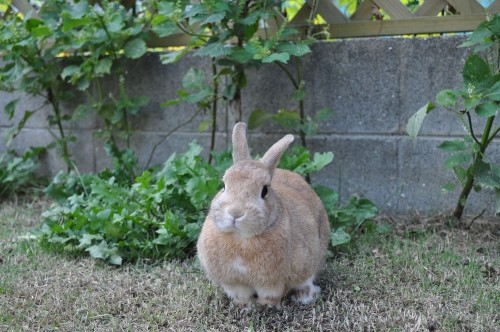 すずしいのでうさんぽ