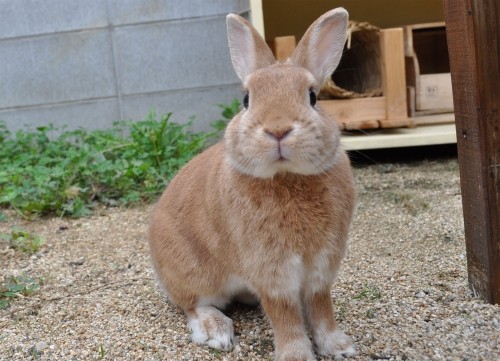 あいかわらずのうさぎさん