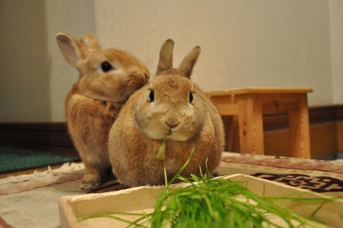 やっぱり　生牧草