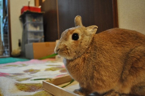 えんむぎを食べるこまち