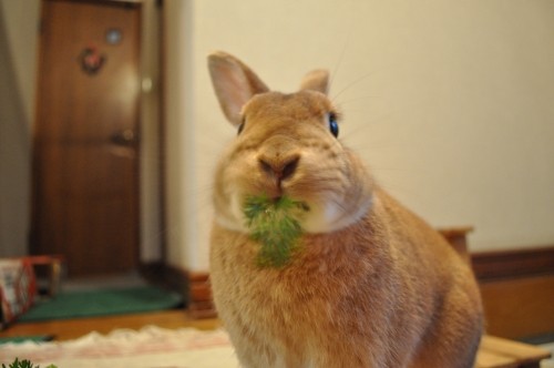 生野菜おいしいね