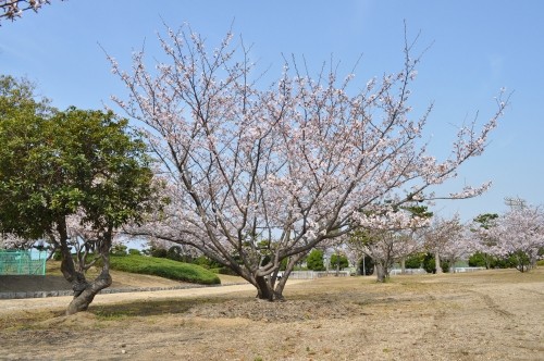 桜の木の下には