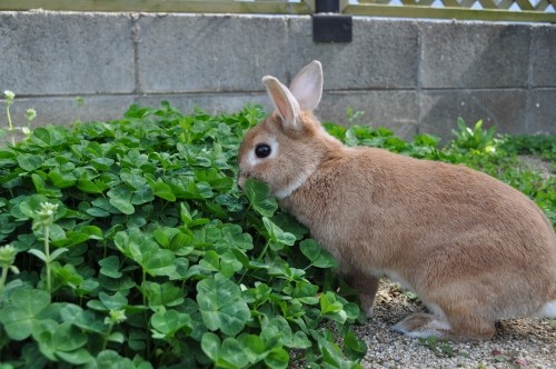 畑を荒らすのは・・・