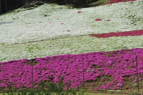 芝桜