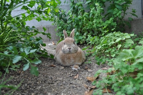 たいへんです　たいへんです