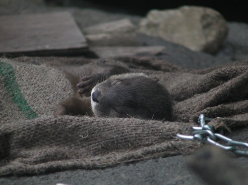 コツメカワウソの赤ちゃん