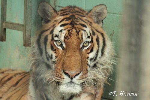 雨の日の動物園は