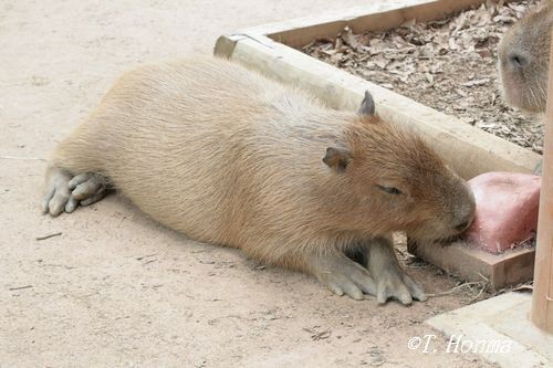 県営埼玉こども動物自然公園