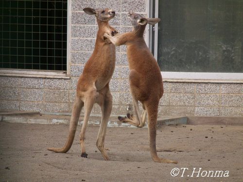 カンガルーってすごいなぁ