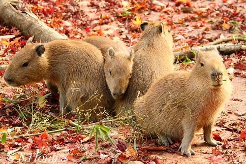 子カピーずと紅葉湯