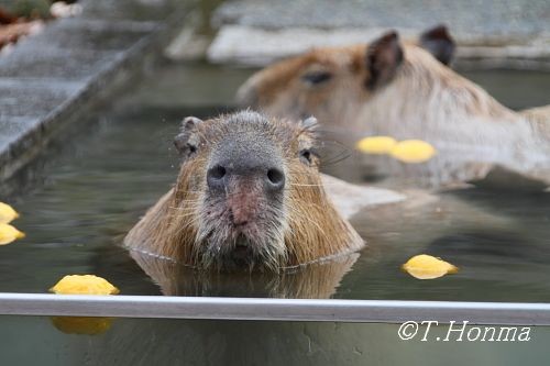 ゆず湯