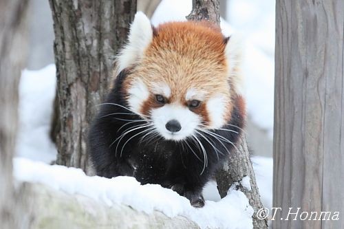 2011年元旦の円山動物園