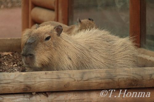 カピバラさん　埼玉こども動物自然公園